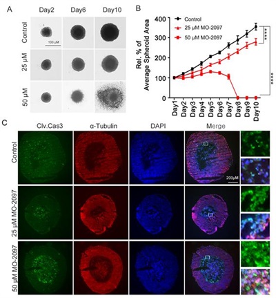 3차원 스페로이드에서 MO-2097의 항암효과 확인 A. 및 B. 3차원 구조에서 MO-2097 항암효능 확인 및 항암효능 도식화 / C. 저산소 환경에서 MO-2097에 의한 세포사멸 확인