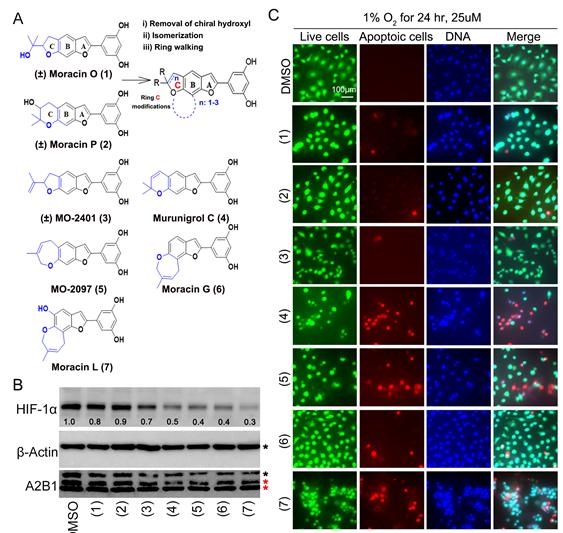 다양한 종류의 HIF-1α 억제 후보물질 구조와 단백질 억제 정도 및 항암효능 확인 A. 및 B. 다양한 신규 항암 후보 물질 탐색 및 후보물질별 HIF-1α 억제효과 / C. 각 후보 물질의 대장암 세포사멸 효과