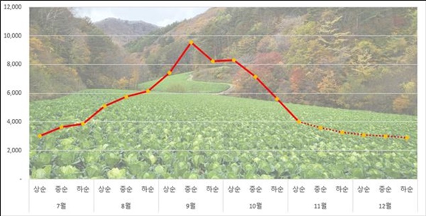  배추 도매가격 동향 및 전망