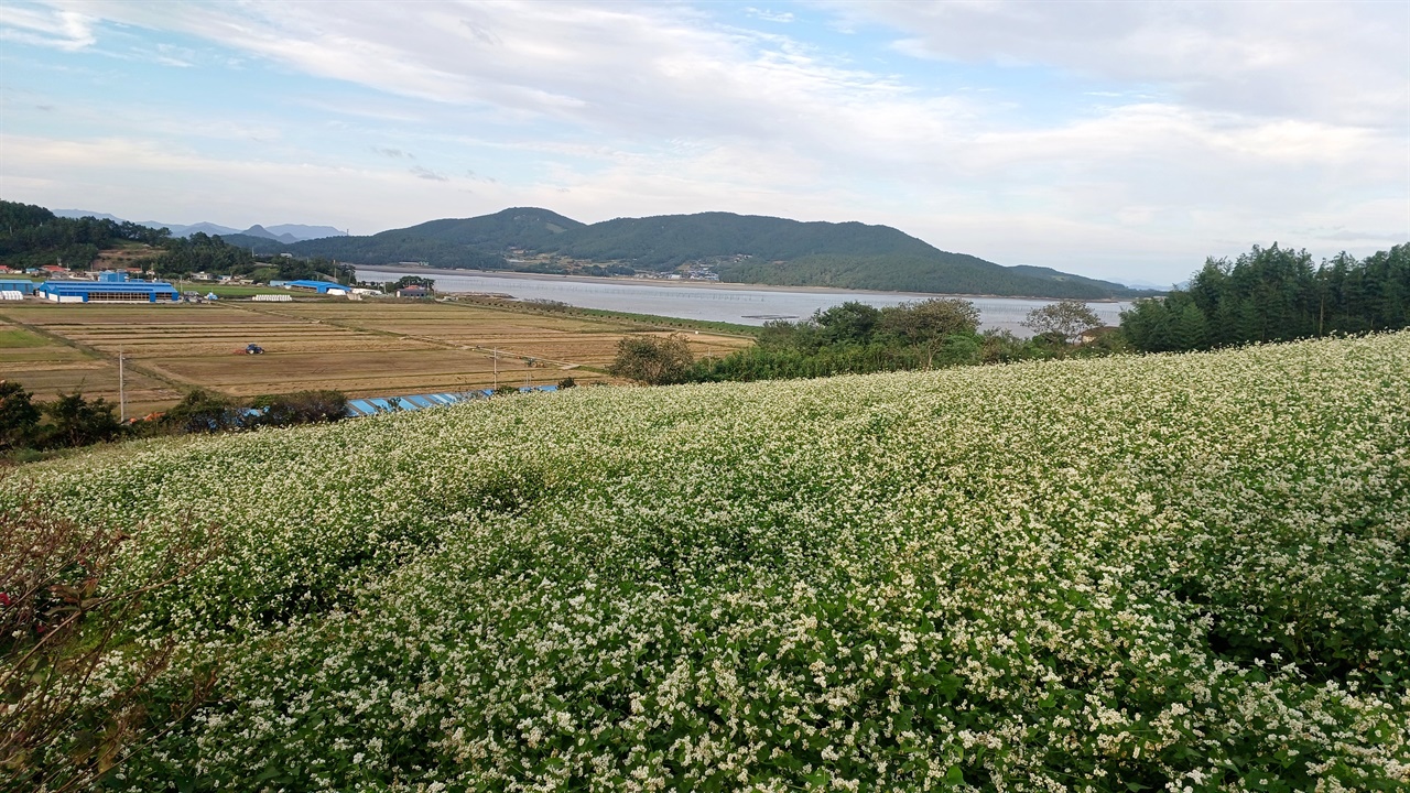 선학동 메밀밭이 언덕을 따라 펼쳐졌다. 좌측 중간 바닷가에 <천년학> 세트장이 있다.