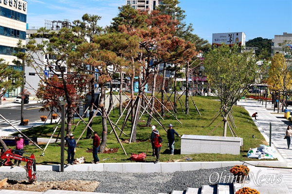  진주성 앞에 조성된 진주대첩광장(역사공원)에 심어져 있는 소나무가 말라 죽어가고 있다.