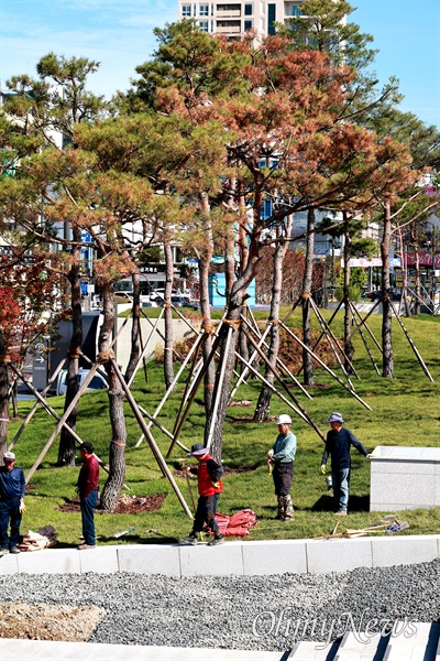  진주성 앞에 조성된 진주대첩광장(역사공원)에 심어져 있는 소나무가 말라 죽어가고 있다.