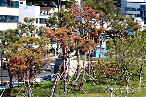  진주성 앞에 조성된 진주대첩광장(역사공원)에 심어져 있는 소나무가 말라 죽어가고 있다.