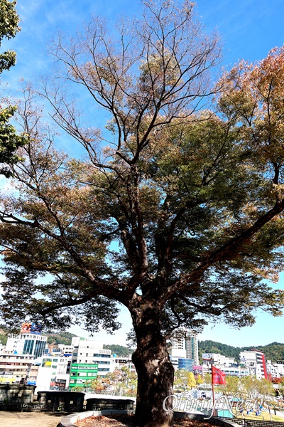  진주성 내 느티나무.