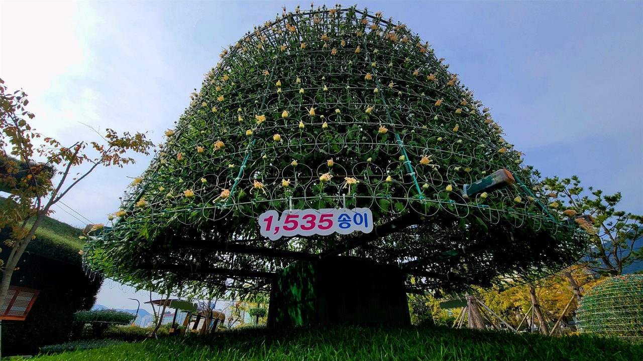  창원 마산가고파국화축제