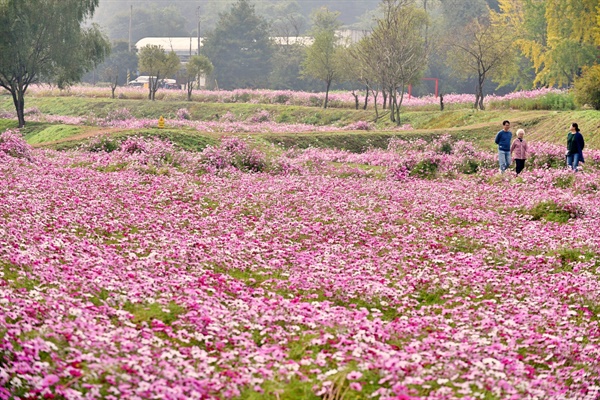  돈암서원 코스모스 단지는 지난해 부터 시민과 관광객들에게 인기 만점이다. 가을 코스모스 향기에 시간가는줄 모르고 단지를 돌다보면 마음까지 시원해 진다