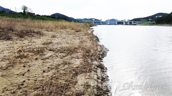  펄밭으로 변한 공주 고마나루