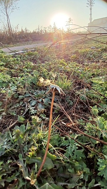  '이도백하' 호텔에서 아침 일찍 일어나 도로변으로 갔더니 때아닌 민들레꽃과 바람에 날려가고 몇개만 남은 민들레꽃 봉오리가 백두산 바람에 떨고 있었다. 나는 저 민들레꽃씨가 대한민국까지 날아가 통일의 씨앗이 되기를 빌었다