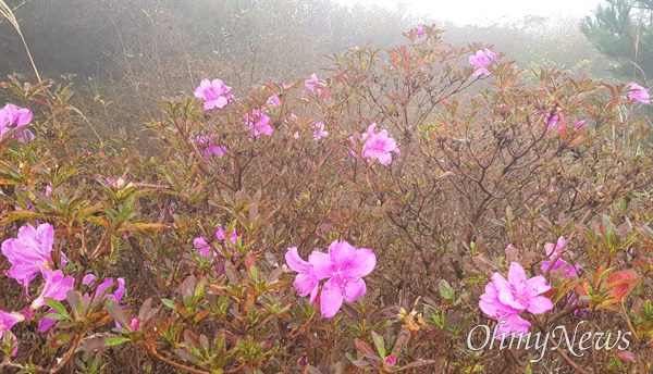  11월 3일 창원 대암산 정상 부근의 불시개화 산철쭉.