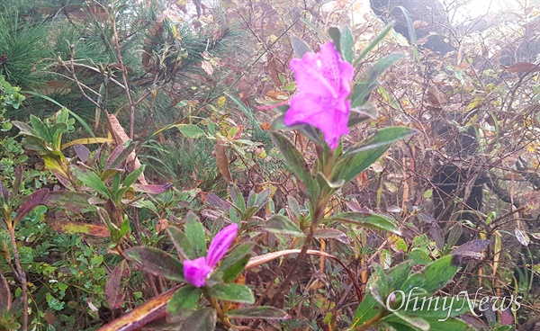  11월 3일 창원 대암산 정상 부근의 불시개화 산철쭉.