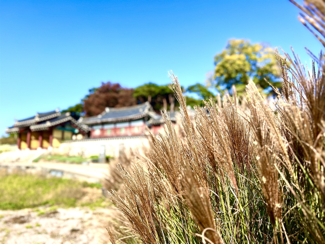  결성향교에도 은빛 갈대가 바람에 흔들리고, 주변 나무에도 단풍이 들기 시작했다. 