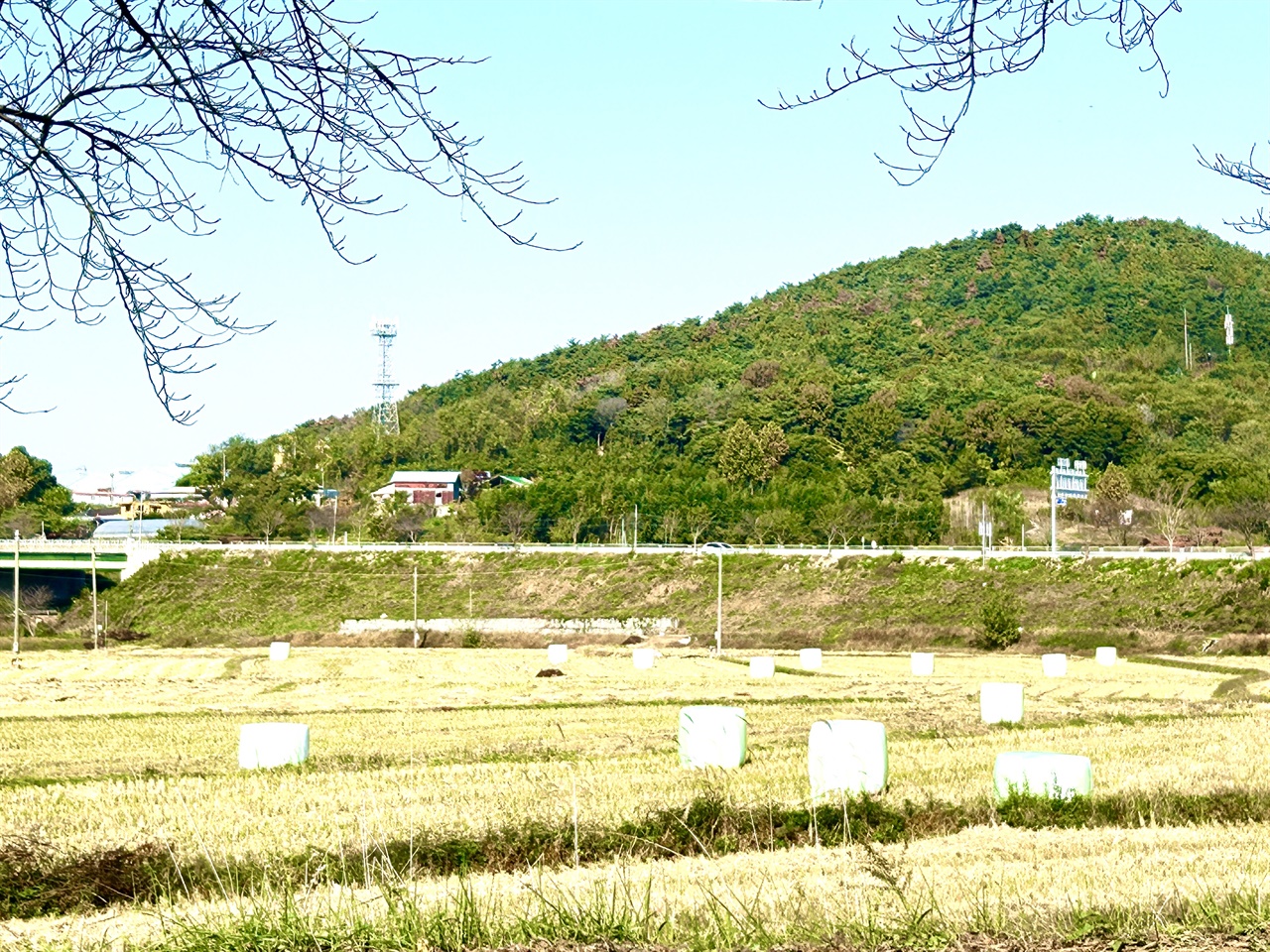  가을이 다가오면서 대부분 벼수확이 끝났으며, 논에는 ‘마시멜로우’, ‘공룡알’이라고 불리는 볏짚을 말아놓은 사일리지가 놓여있다.