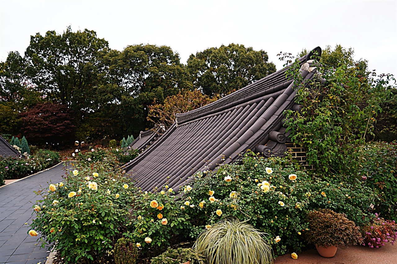  한국도로공사 전주 수목원의 장미원. 전통 기와 모양으로 장미원이 조성되었다.