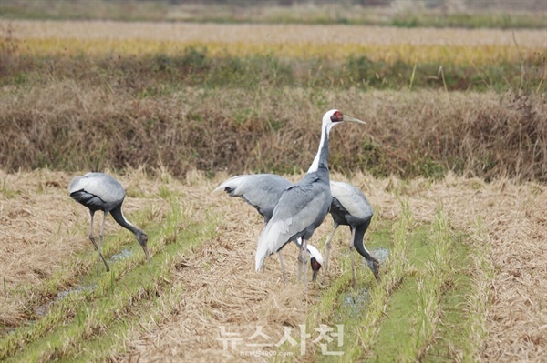  가을걷이가 끝난 사천시 곤양천 하구 들녘에 재두루미 가족이 찾아왔다.(사진=윤병렬 한국탐조연합 대표)