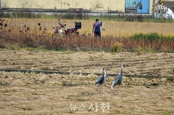  가을걷이가 끝난 사천시 곤양천 하구 들녘에 재두루미 가족이 찾아왔다.(사진=윤병렬 한국탐조연합 대표)