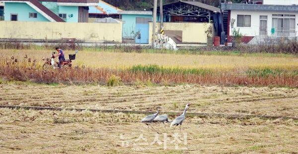  가을걷이가 끝난 사천시 곤양천 하구 들녘에 재두루미 가족이 찾아왔다.(사진=윤병렬 한국탐조연합 대표)