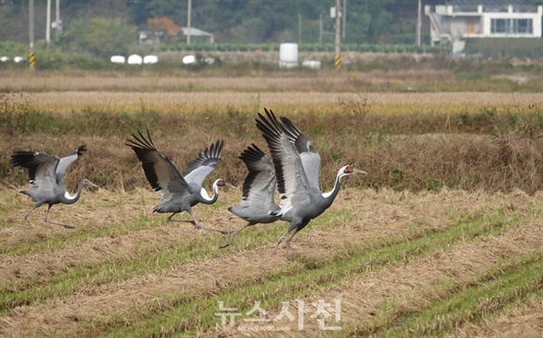  가을걷이가 끝난 사천시 곤양천 하구 들녘에 재두루미 가족이 찾아왔다.(사진=윤병렬 한국탐조연합 대표)