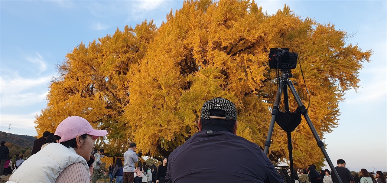  아름다운 은행나무의 자태를 담기위해 몰려든 사진작가들(2024/11/9)