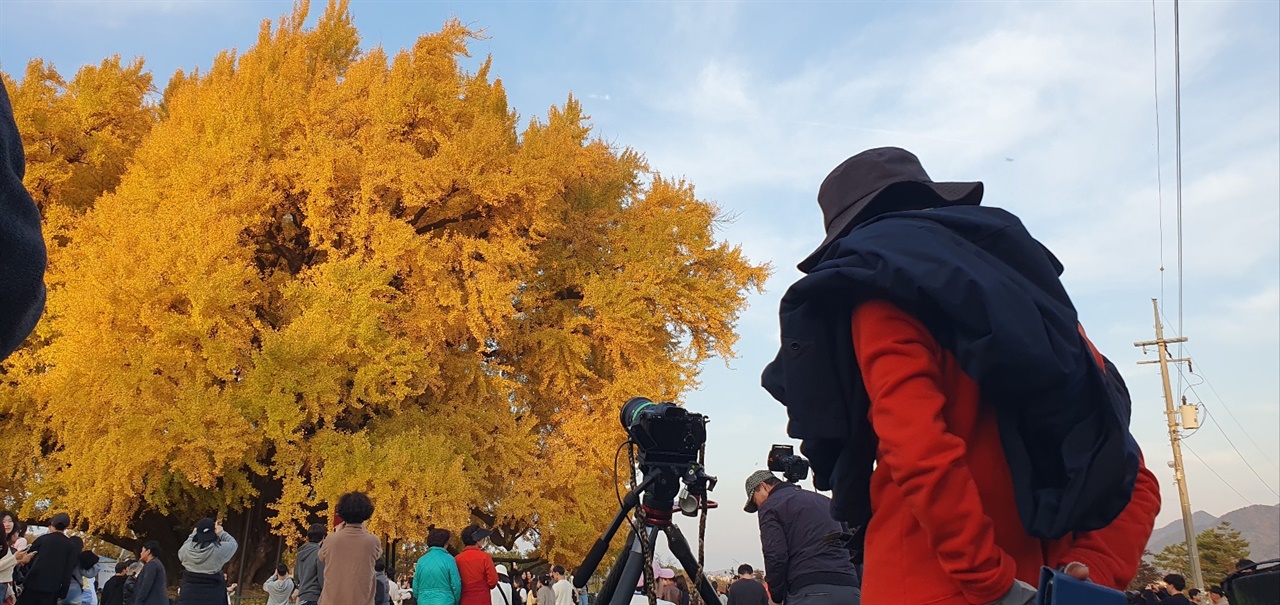  가장 찬란한 노란색을 담기위해 촌음을 다투는 작가들(2024/11/9)