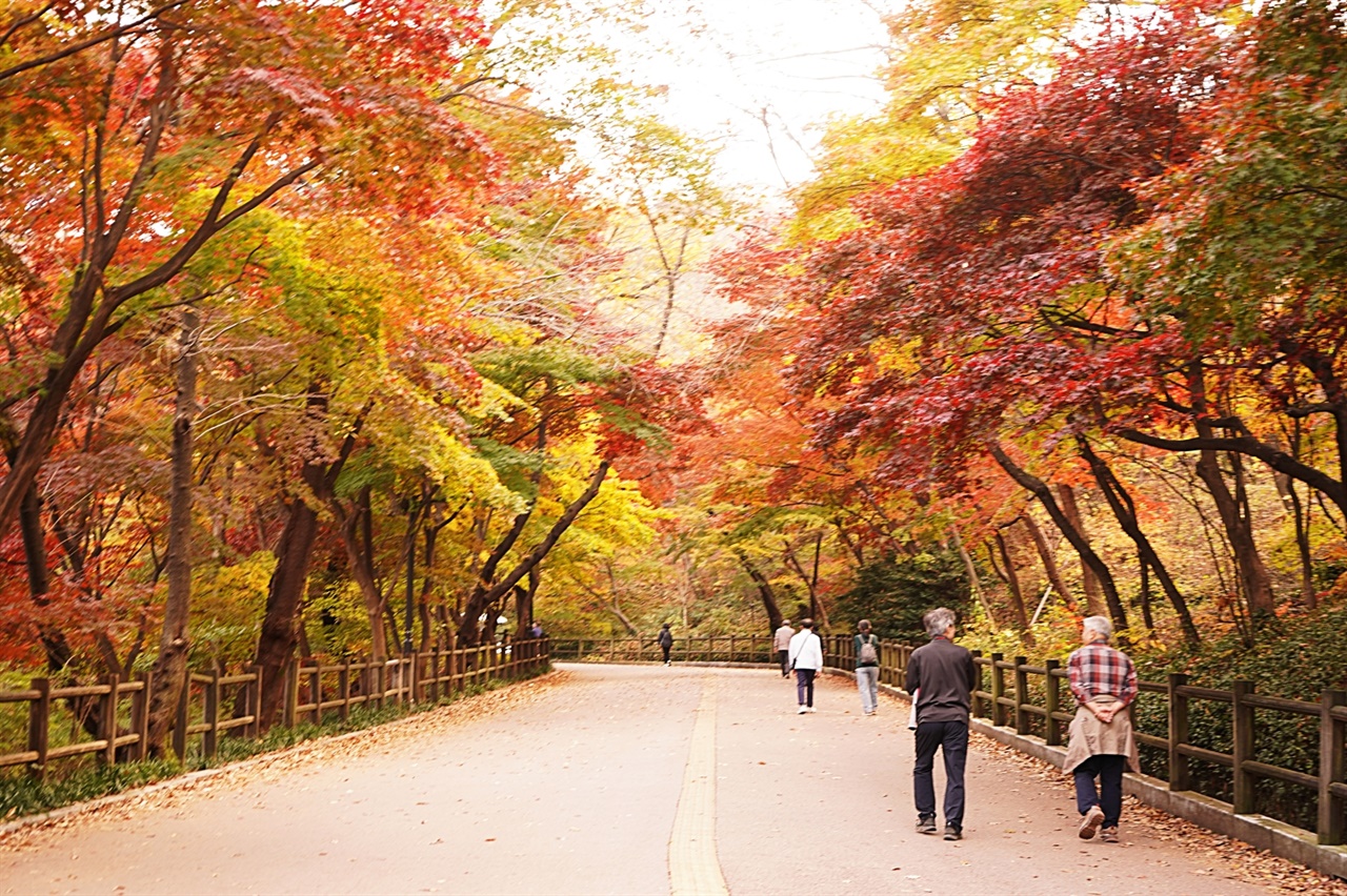  남산 둘레길의 단풍