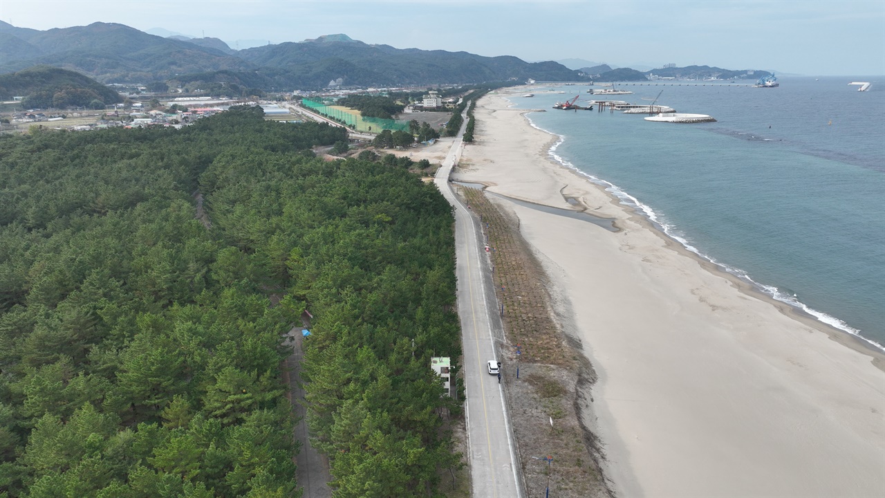  해안가에 어린 해송 묘목을 식재한 삼척 맹방해변, 우측으로는 울창한 송림이 조성되어 있다(2024/11/15)