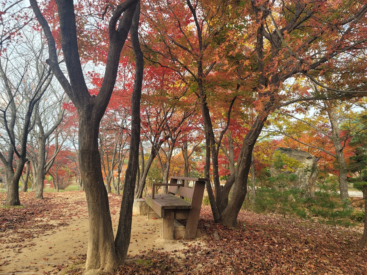 척산온천 가을 풍경 척산온천 산책로의 늦가을 풍경입니다.온천도 즐길 수 있고 마지막 만추를 즐길 수 있는 최적의 장소입니다.