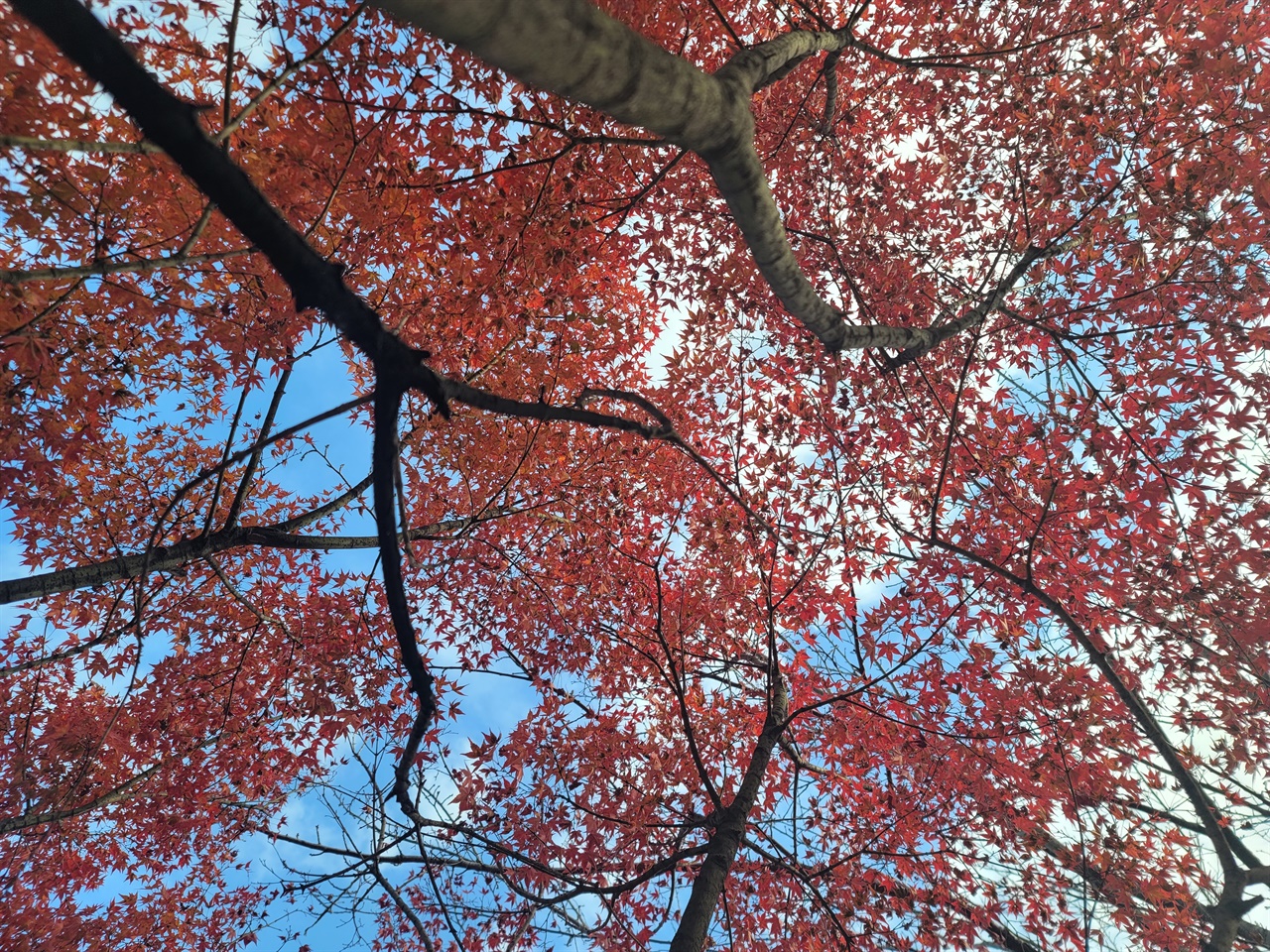 척산온천 가을 풍경 척산온천 산책로의 늦가을 풍경입니다.온천도 즐길 수 있고 마지막 만추를 즐길 수 있는 최적의 장소입니다.