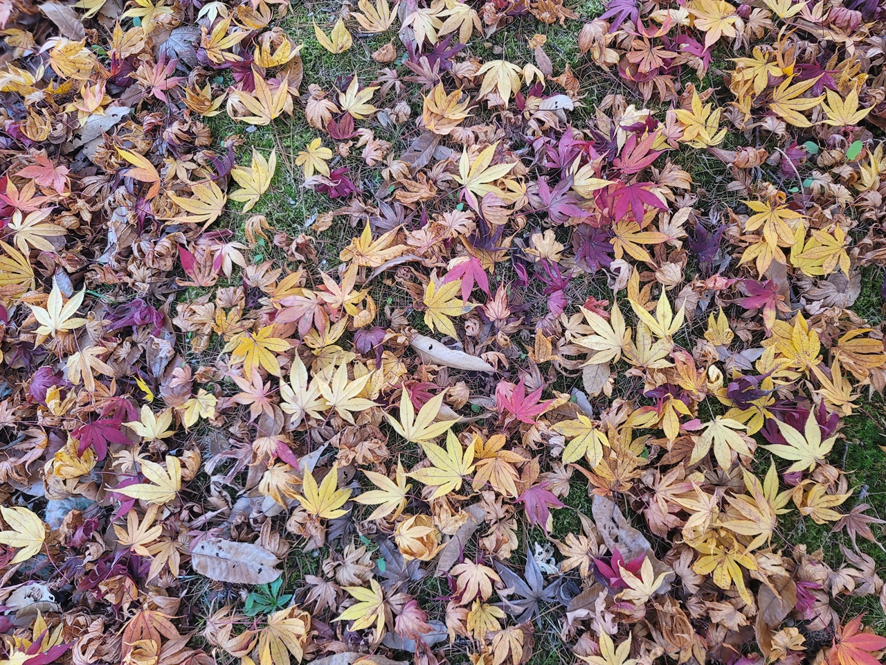 척산온천 가을 풍경 척산온천 산책로의 늦가을 풍경입니다.온천도 즐길 수 있고 마지막 만추를 즐길 수 있는 최적의 장소입니다.