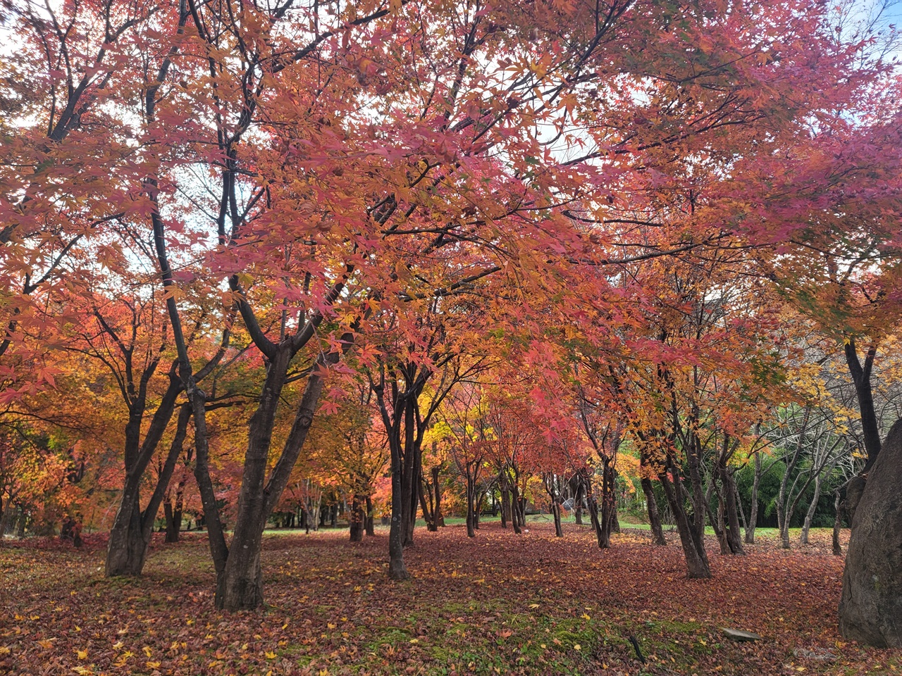 척산온천 산책로의 만추 척산온천 산책로의 늦가을 풍경입니다.온천도 즐길 수 있고 마지막 만추를 즐길 수 있는 최적의 장소입니다.