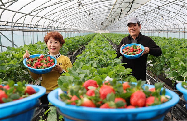  겨울딸기‘설향’첫 수확