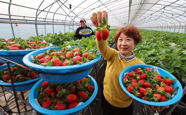  겨울딸기‘설향’첫 수확