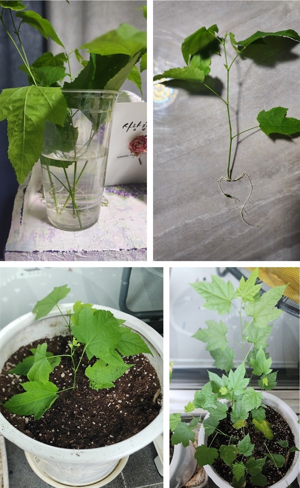 물꽂이 해준 브라질 아브틸론 브라질 아브틸론이 길게 자라서 끝 부분을 잘라 물에 담가두었더니 뿌리가 나와서 화분에 옮겨 심었다. 잘 자라고 있어 내년에는 꽃을 활짝 피워주길 기대해 본다.