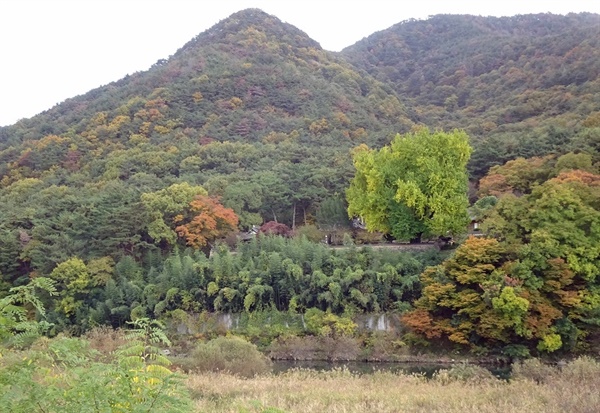  암새들에서 보이는 산성산과 금시당 은행나무