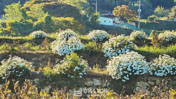  오동마을 논밭 언덕 등 곳곳에는 구절초가 피어있다.