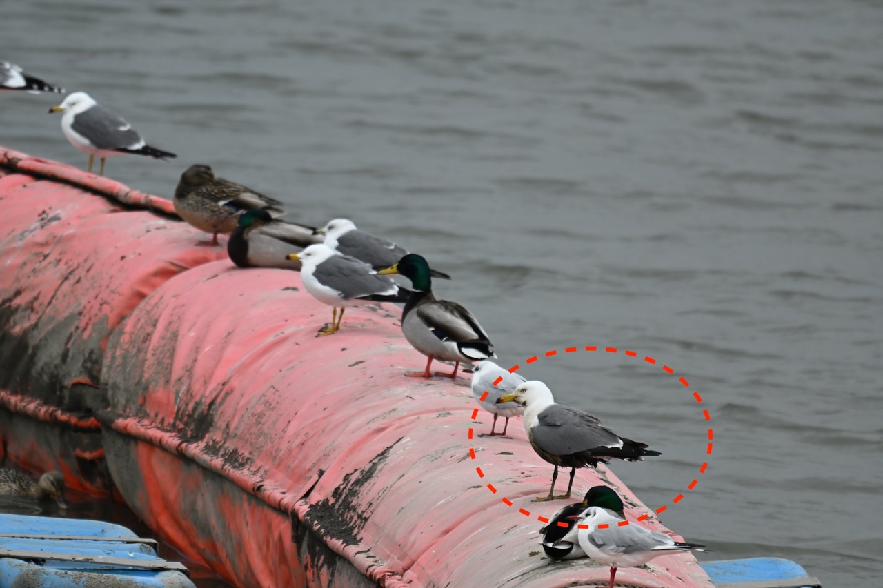 기름 묻은 괭이갈매기가 보여준 '보이지 않는 죽음'