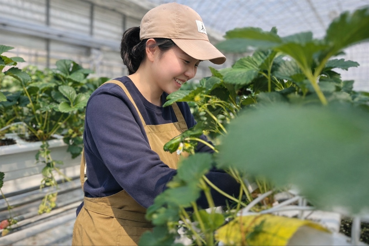 요리사 꿈꾸던 청년, 왜 서산에서 딸기 농장을 시작했나