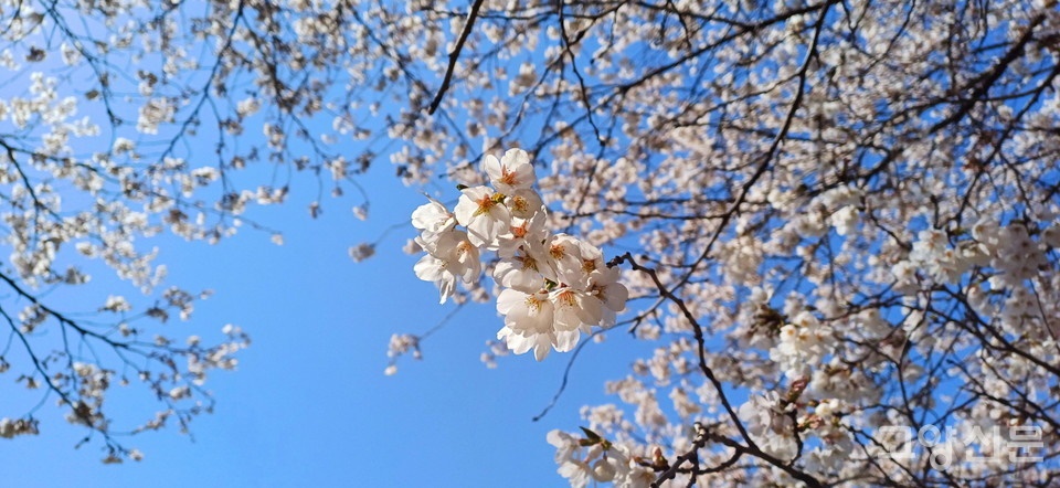이번 주말 놓치면 끝...  다 진 줄 알았던 벚꽃, 여긴 이제 절정