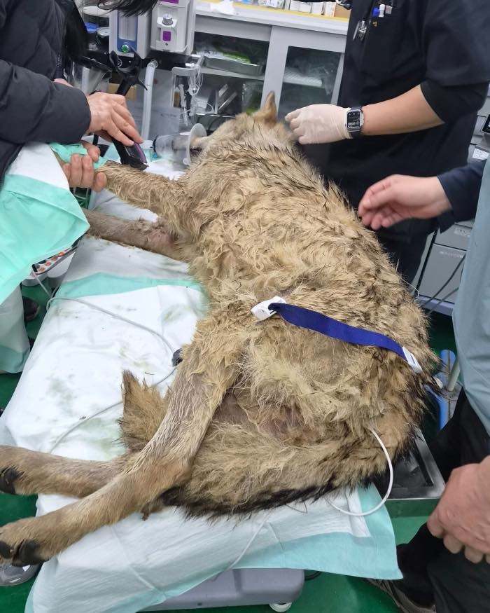 대전 오월드 탈출 늑대 '늑구' 열흘 만에 생포... 건강 이상 없어