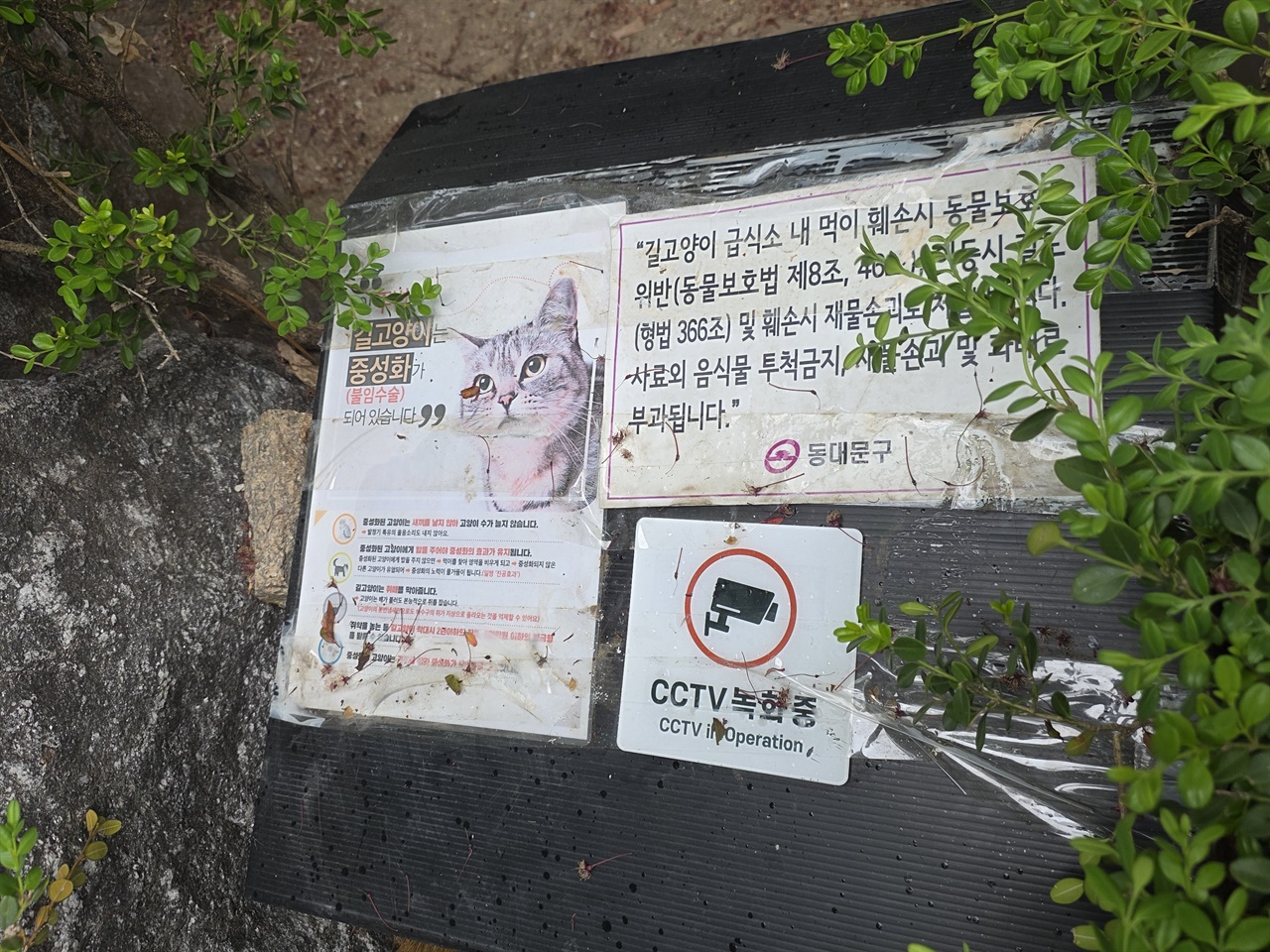 '길고양이' 관리·등록제 위반시 위반금 부과? 아파트 운영규정 논란