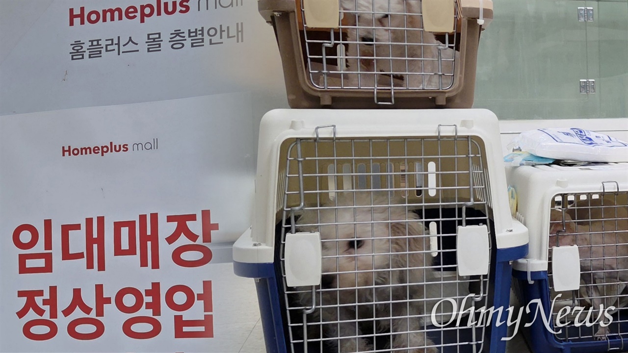 [현장] 홈플러스 사태로 대금 못 받은 펫숍... 결국 강아지 모두 구조