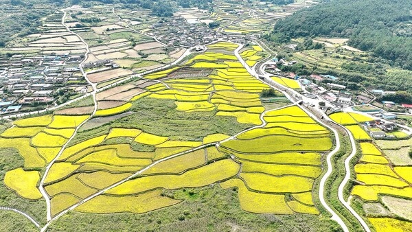 단 두 시간의 기적, 청산도 구들장 논에 벼꽃이 피었다