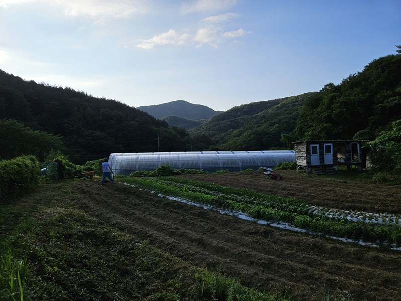 폭염에 한국 온다는 캐나다 친구, 상상도 못할 이유네요