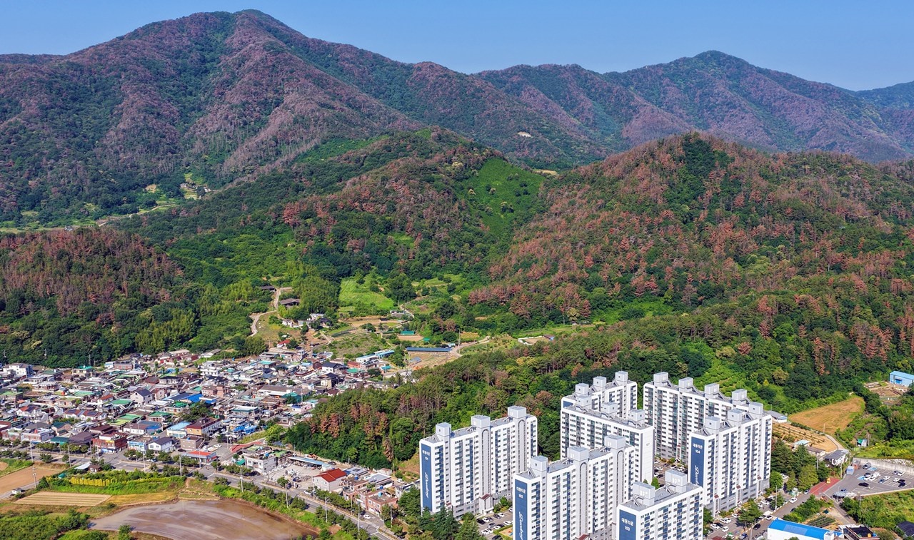 한국 기술로 소나무 살린 중국... 실패의 길로 가는 산림청