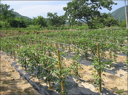 양쪽에 굵은 대나무를 세우고 사이사이 시누대와 줄로 이어놓은 고춧대. 