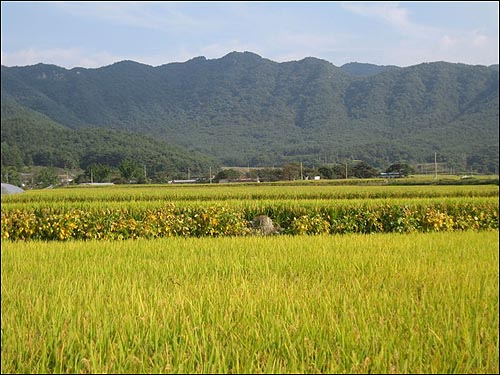 상월정에 오르기 전에 동네에서 바라본 월봉산 